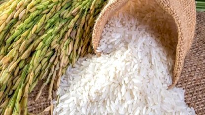 Çeltik üreticisi alarm veriyor! Mustafa Bezbaş, çeltik üreticilerinin sorunlarını taşıdı