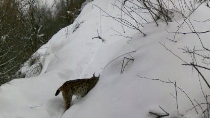 Erzincan’da yaban hayatı kayıt altında