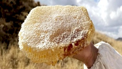 Ilgaz balı, satış rekoruyla Guinness'e girdi: Kilosu 11 bin 118 Euro