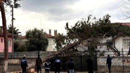 İznik’te lodos dehşeti: Dev ağaç okul bahçesine devrildi