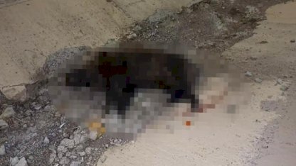 Konya'da Domuza Çarparak Kaza Yapan Sürücü Hayatını Kaybetti