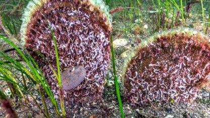 Marmara’dan umut veren keşif! Eskihisar Kalesi dibinde pina popülasyonu