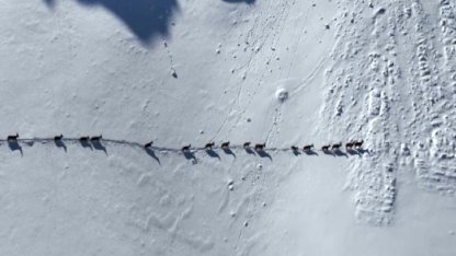 Munzur Dağları’nda yaban keçilerinin göçü