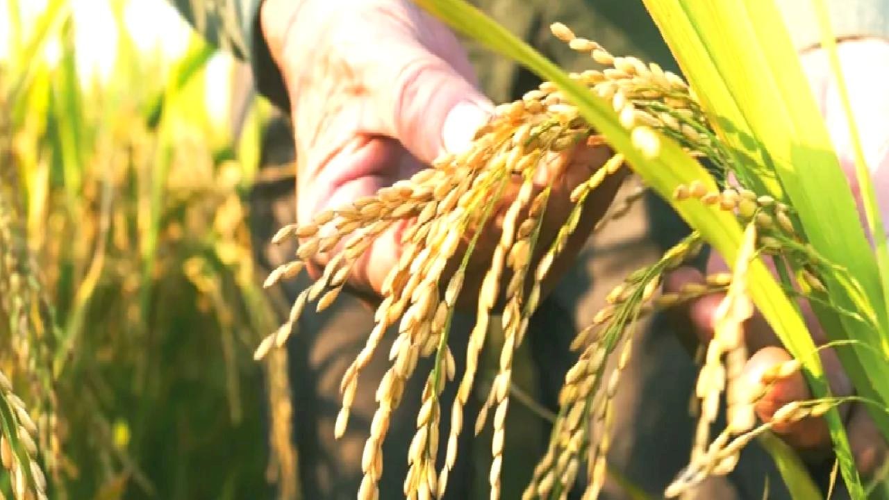 TMO çeltik alım fiyatlarını açıkladı... Alımlar ayın 26'sında başlıyor