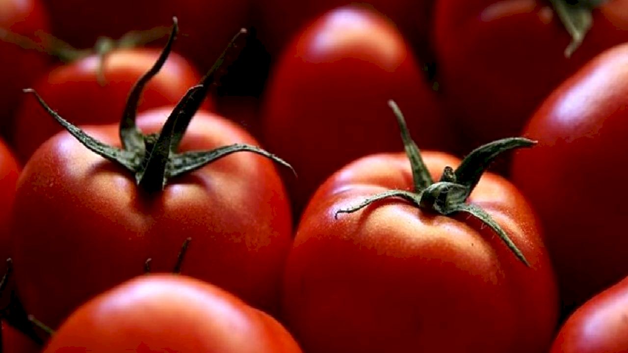 Türkiye’nin domates ihracatı 401 milyon doları aştı