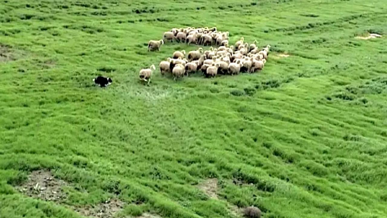 Yeni Çoban Köpeği: Border Collie