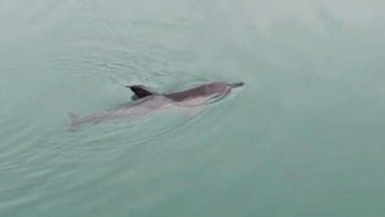 Zonguldak'ta balıkçı barınağında mahsur kalan yunus kurtarıldı