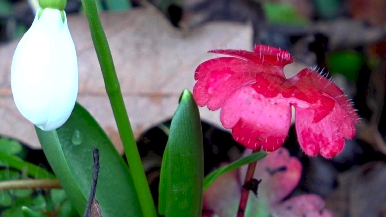 Amasya'nın dağlarında çiçekler açmaya başladı