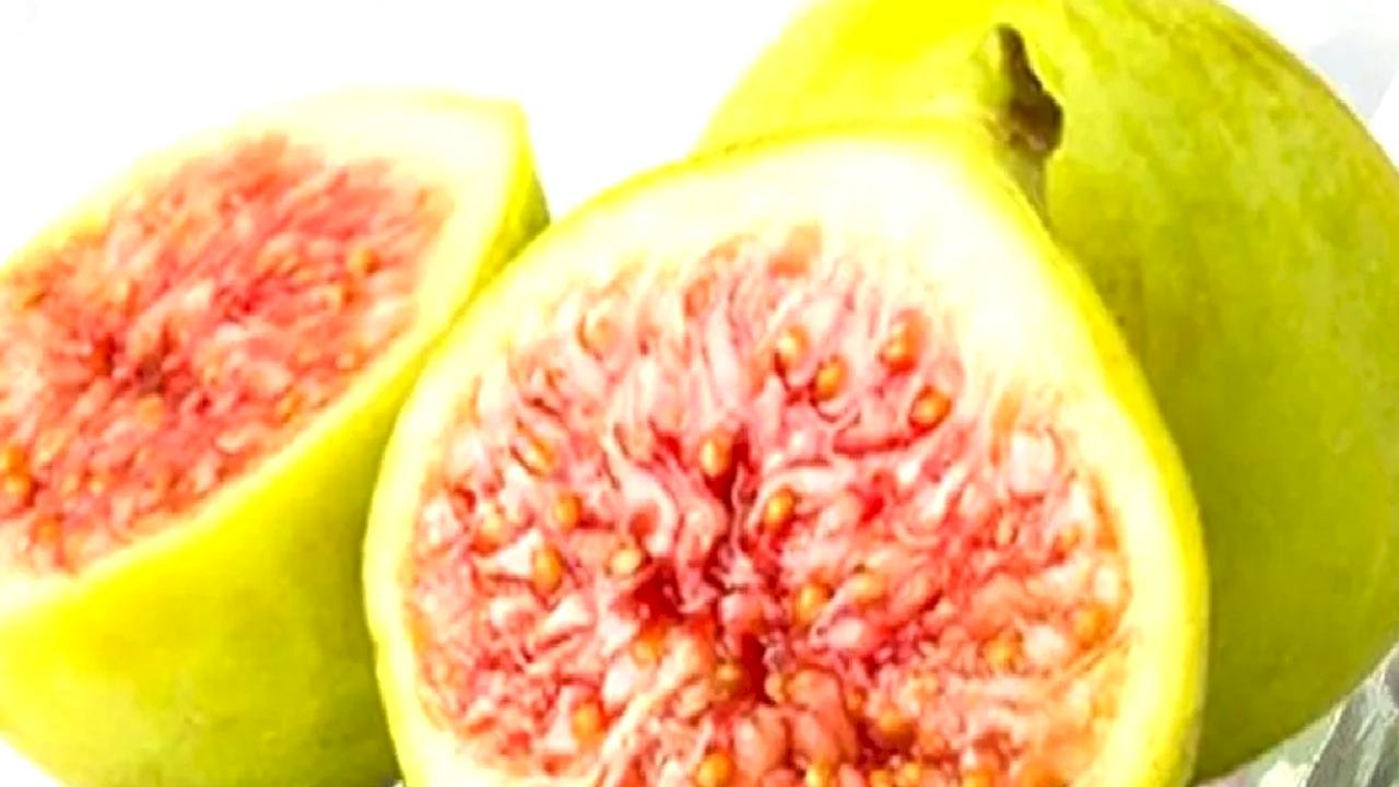 Balıkesir Büyükşehir'den incir fidanı desteği