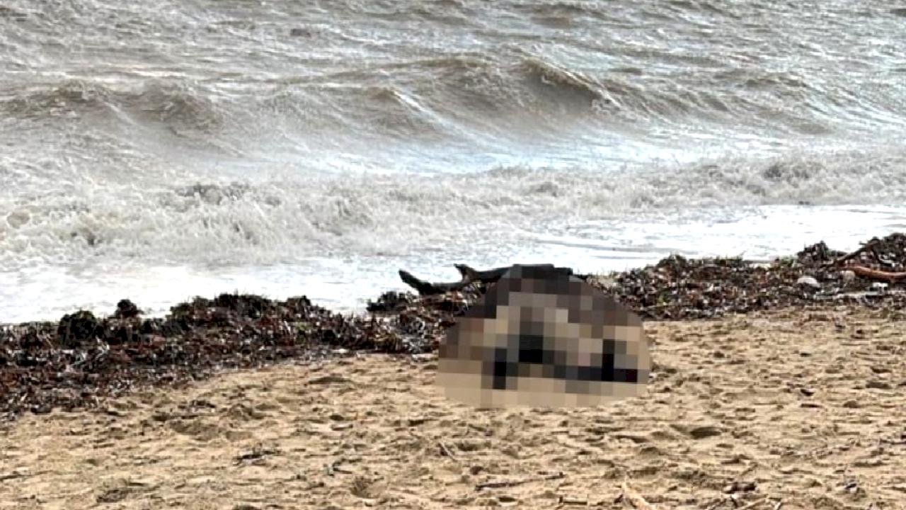 Balıkesir'de sahiline kadın cesedi vurdu
