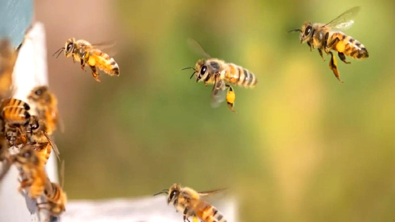 Bilim insanları, bal arılarından ilham alarak GPS sistemleri geliştiriyor
