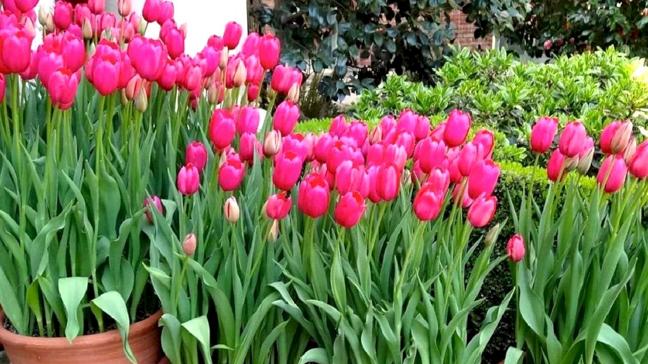 Çiçekçilerin sırrı ifşa oldu: Lalelerin ömrünü iki katına çıkaran “şeker” hilesi...