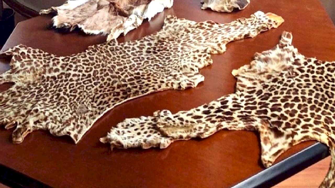 Çukurova Havalimanı’nda kaçak yaban hayvanı parçaları ele geçirildi