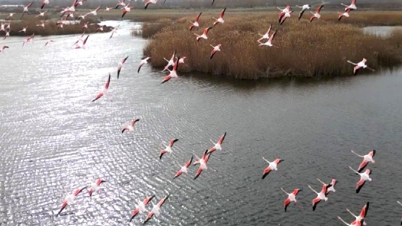 Eber Gölü’nde flamingo şöleni