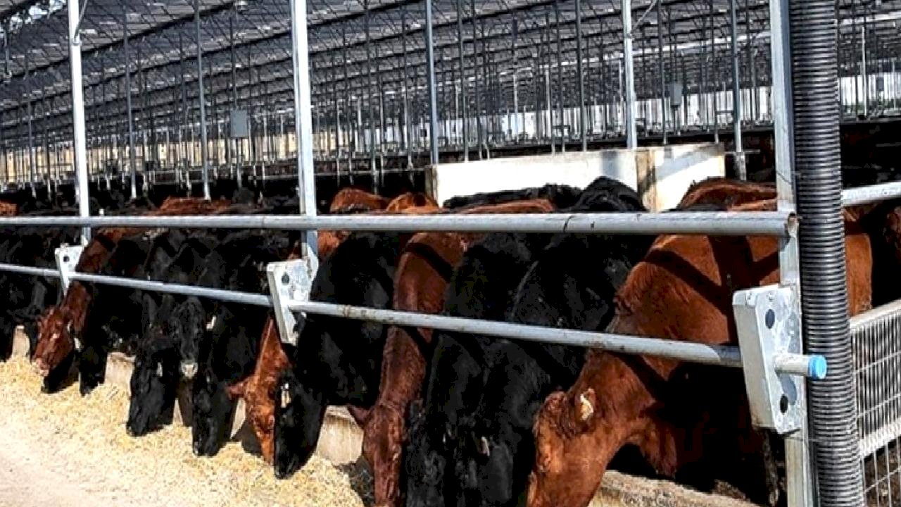 Et ve Süt Kurumu, besilik hayvanların teslimat sürecini açıkladı