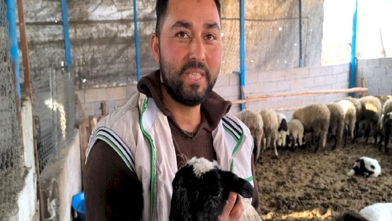 Hatay'da çift başlı ve 4 gözlü kuzu 1 gün yaşayabildi