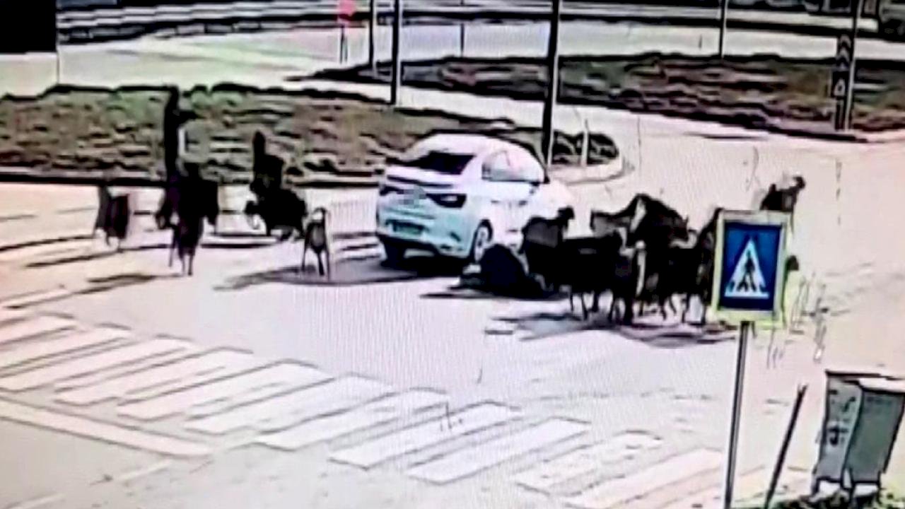 Hatay'da otomobil koyun sürüsüne daldı