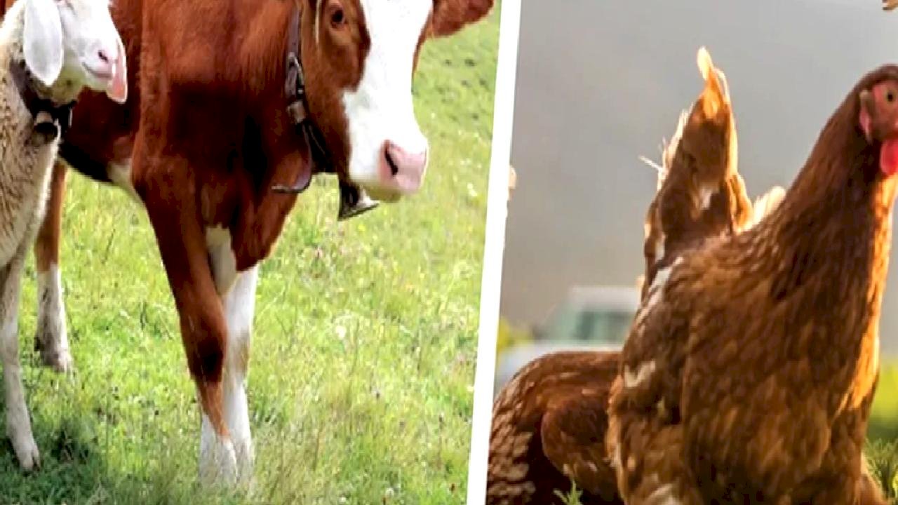 Hayvansal üretimde yükseliş... Sığırdan bala kadar artış var