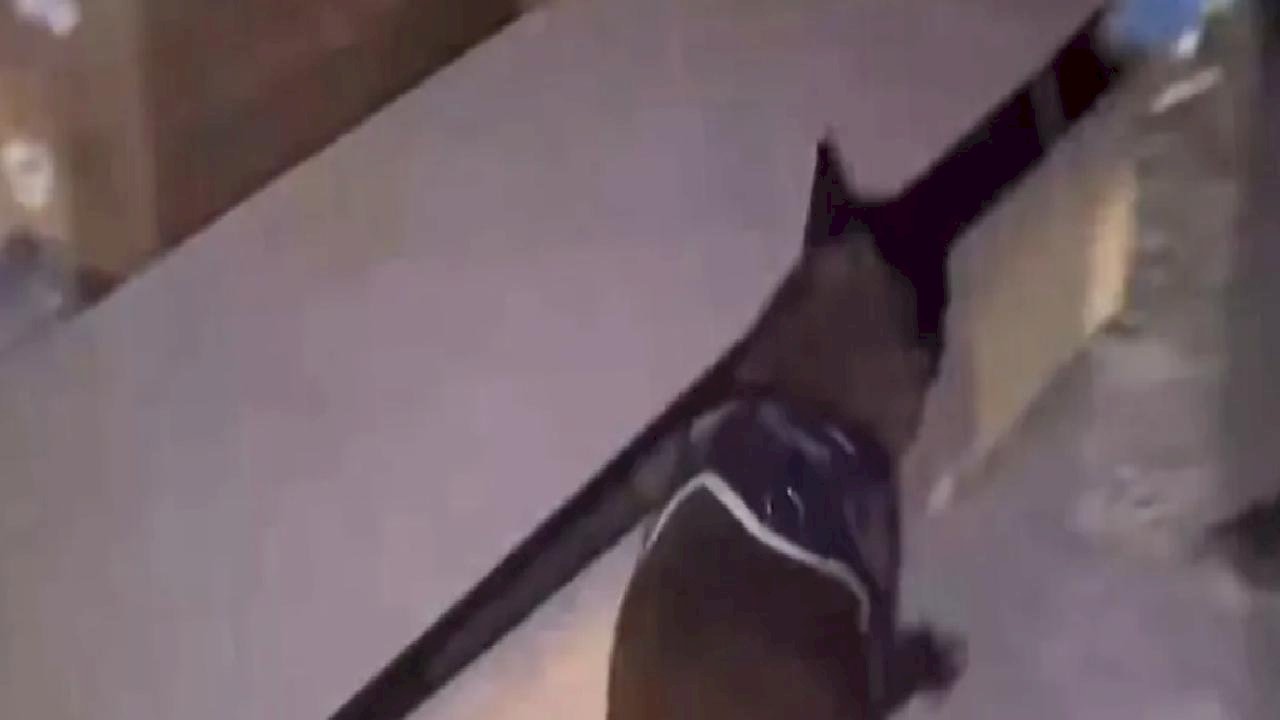 İstanbul'da hassas burun 'Leydi' operasyonda