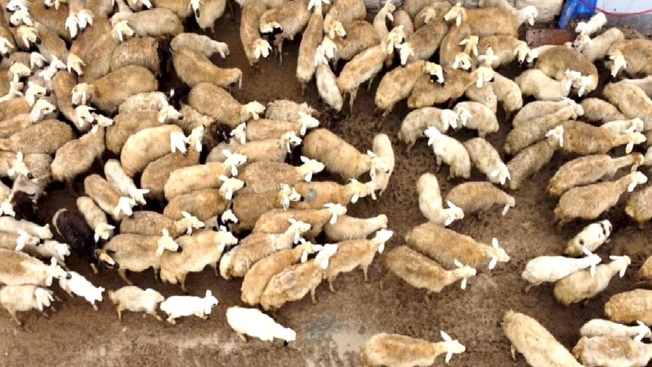 Malatya'da kuzuların anneleriyle buluşma anları