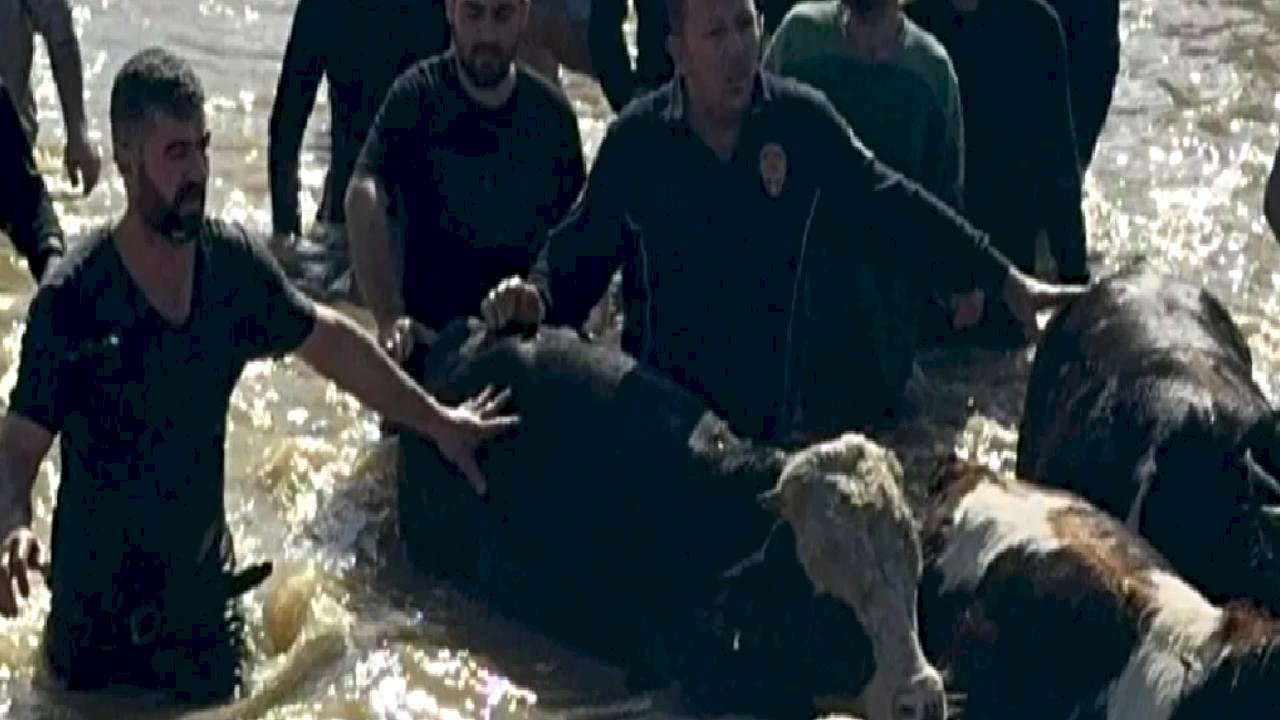 Manisa'da sel sefeberliği... 44 vatandaş ve 127 hayvan tahliye edildi