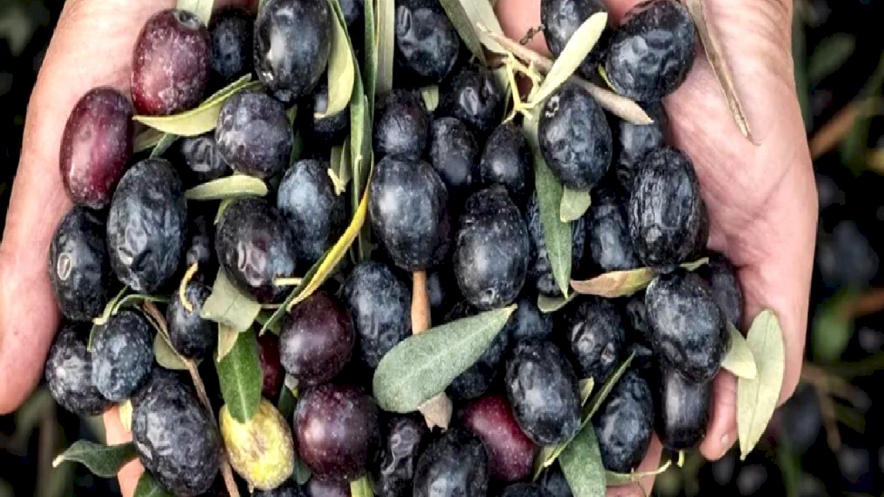 Marmarabirlik'ten 6,8 milyar TL'lik ciro ve ihracatta tarihi rekor