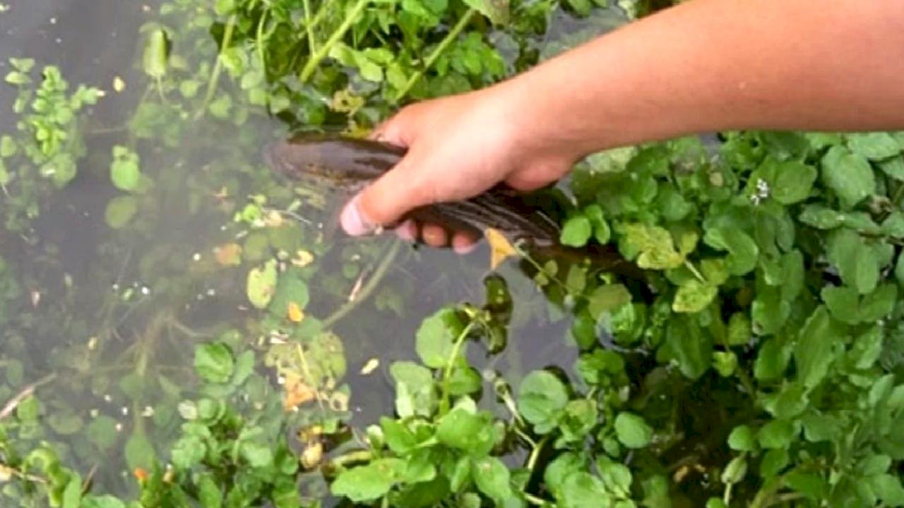Meğer hazineymiş! Yol kenarı sebzesi 100 puan aldı: Dünyanın en sağlıklısı...