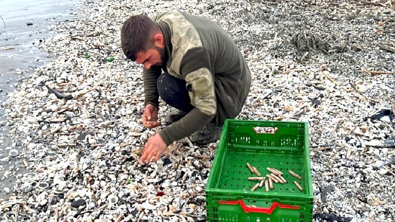 Mersin'de fırtına sonrası sahile vuran binlerce kargı midyesini balıkçılar topladı