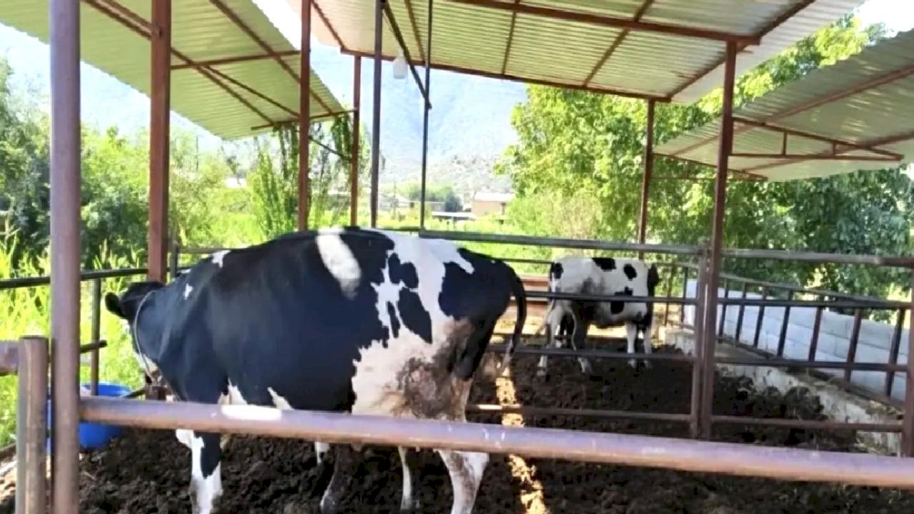 Muğla'da Şap Hastalığı Karantinası