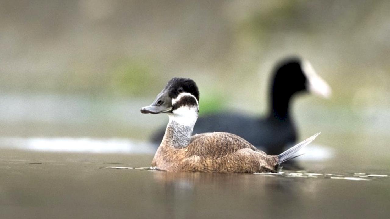 Nesli tükenme tehlikesi altındaki dikkuyruk ördekleri Kocaeli’de objektiflere yansıdı
