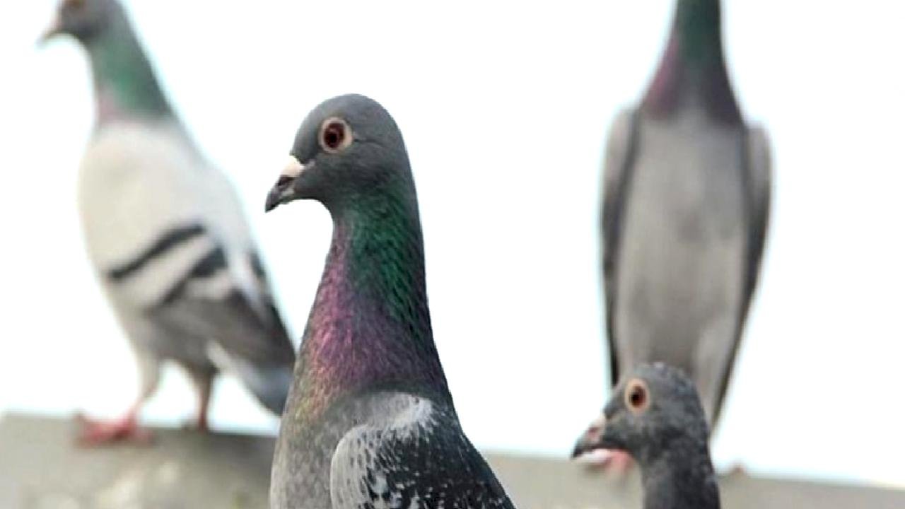 Polonya'da güvercinlere doğum kontrolü uygulanacak