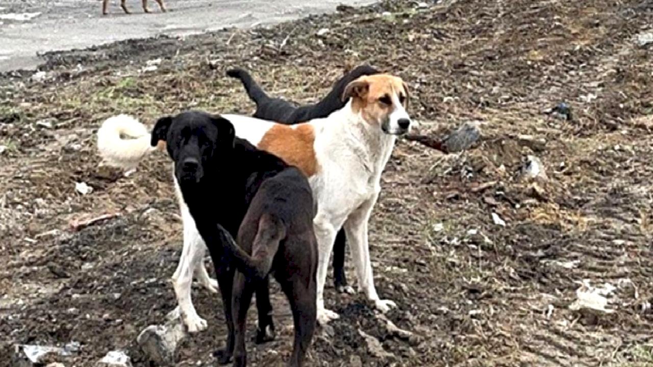 Şanlıurfa Valisi Hasan Şıldak, kentteki bütün sokak hayvanlarının toplatıldığını açıkladı