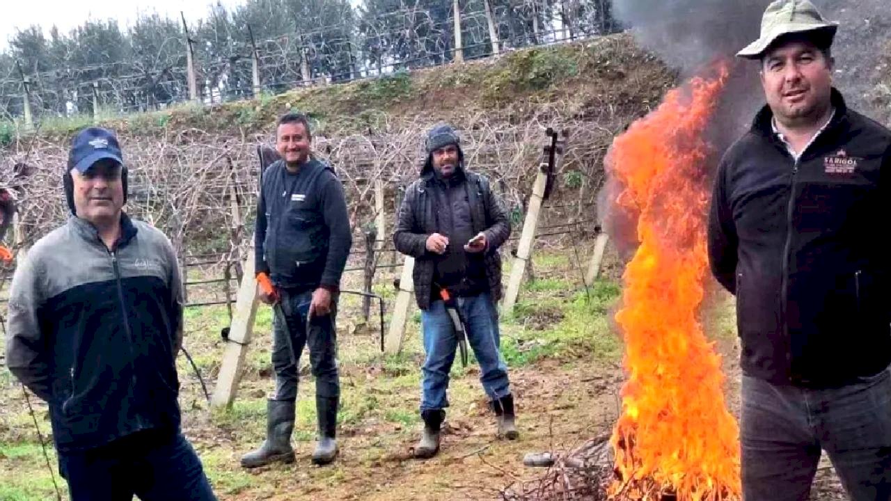 Sarıgöl'de Soğukta Budama Devam Ediyor