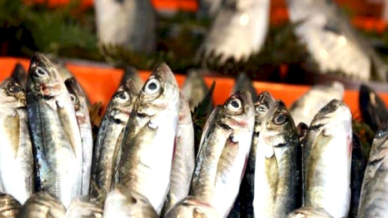 Şubat'ta hangi balık yenir? İşte tam mevsimi olan balıklar…