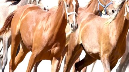 "100 milyon TL'lik tay kayıp" denilmişti... TİGEM'den açıklama geldi!