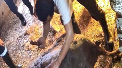 Aydın’da doğum yapan ineğe ekmek bıçağıyla müdahale, ölümle sonuçlandı