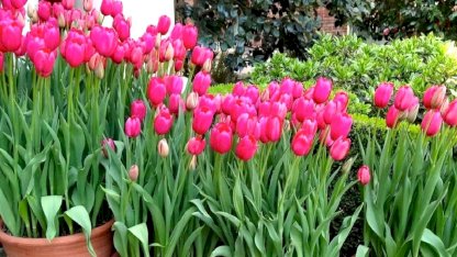 Çiçekçilerin sırrı ifşa oldu: Lalelerin ömrünü iki katına çıkaran “şeker” hilesi...