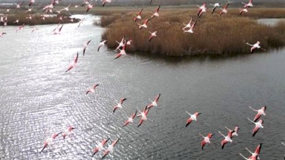 Eber Gölü’nde flamingo şöleni