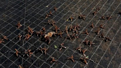 El Mencho Öldürüldü, Meksika'da Şiddet Patladı