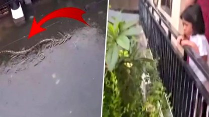 Halk diken üstünde! Sokakta 5 metrelik pitonlar görülmeye başladı