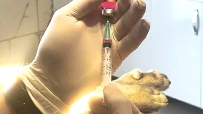 İstanbul Valiliği: Kentte son kuduz vakası 19 yıl önce görüldü