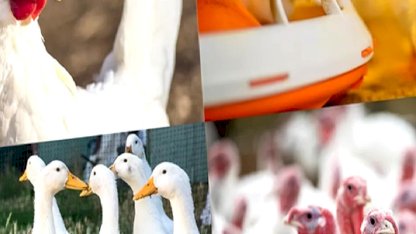 Kanatlı işletmelerinde biyogüvenlik kuralları güncellendi