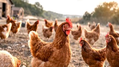 Ramazan Öncesi Tavuk İhracatı Durduruldu: “Tavuk Ayağı” da Yasağa Takıldı mı?