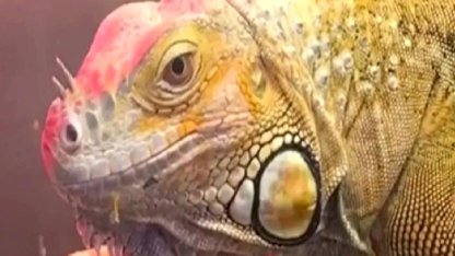 Samsun’da CITES operasyonu... 3 egzotik hayvana el konuldu