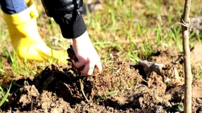 Şubat'ta ekilecek bitkiler: İster saksıya, ister bahçeye! İşte o liste...