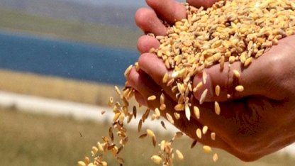 TMO, TÜRİB üzerinden lisanslı depolardaki buğdayı serbest satışa sunuyor