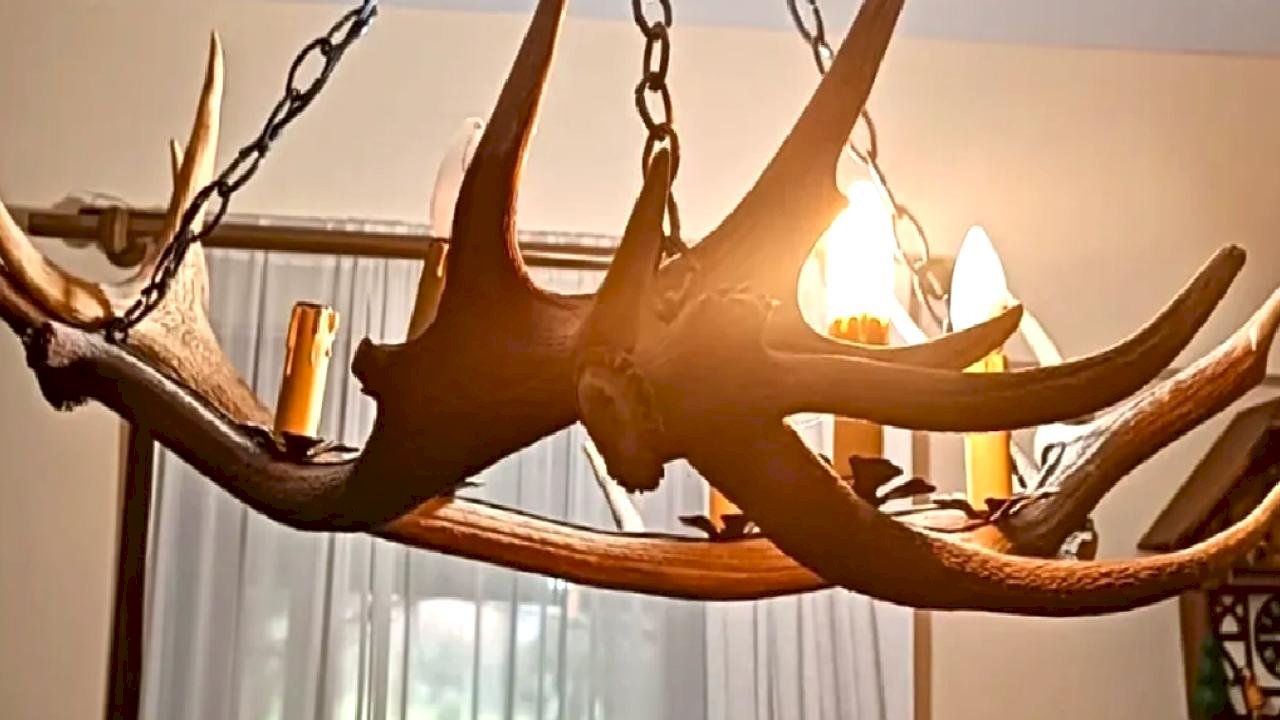 Tekirdağ kaçak tahnit ve trofe operasyonu... 40 parça ele geçirildi