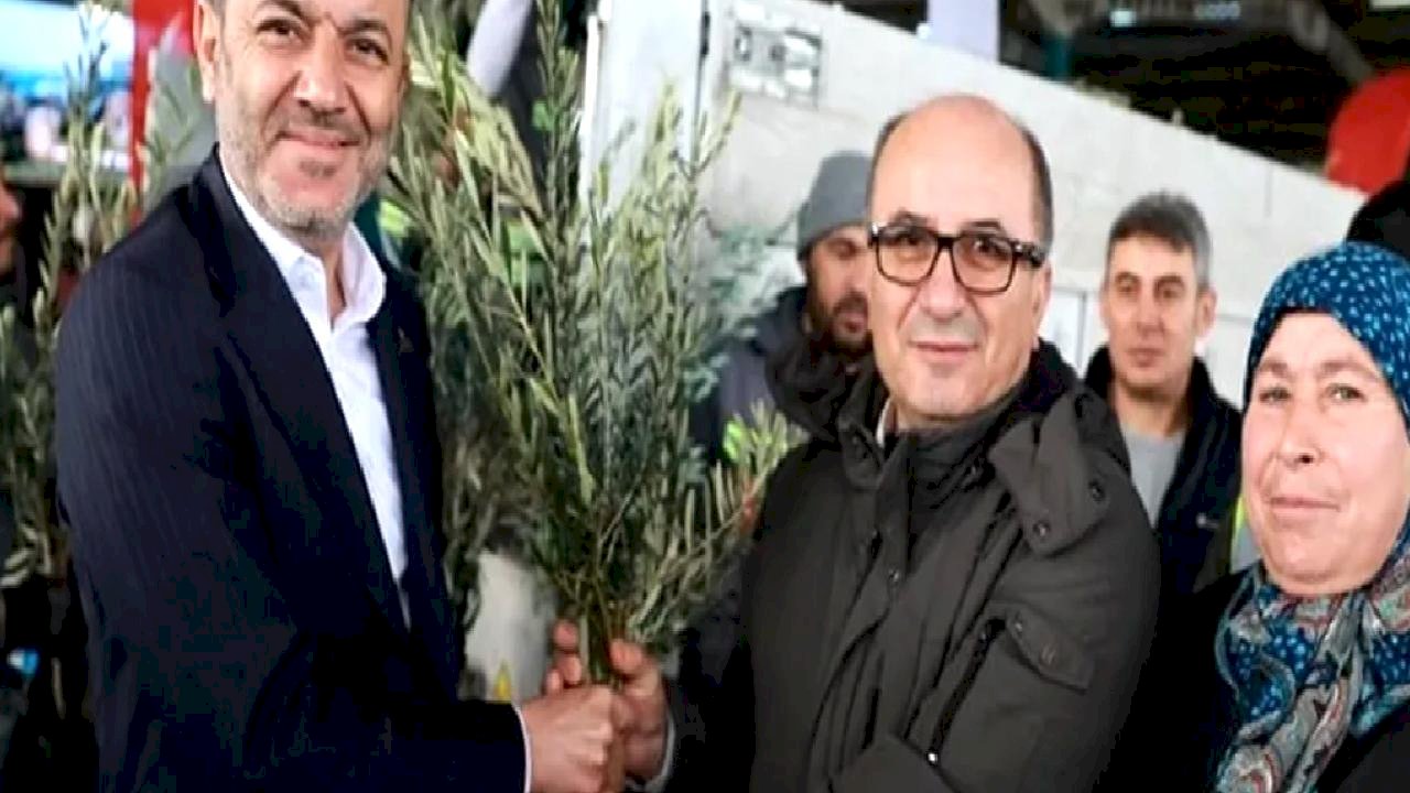 Üreticiye 84 bin sertifikalı zeytin fidanı