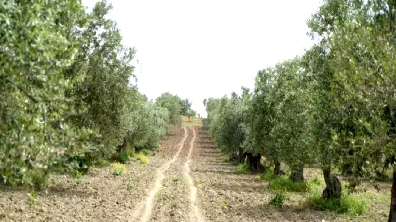 Zeytin Halkalı Leke Hastalığı Riski Arttı
