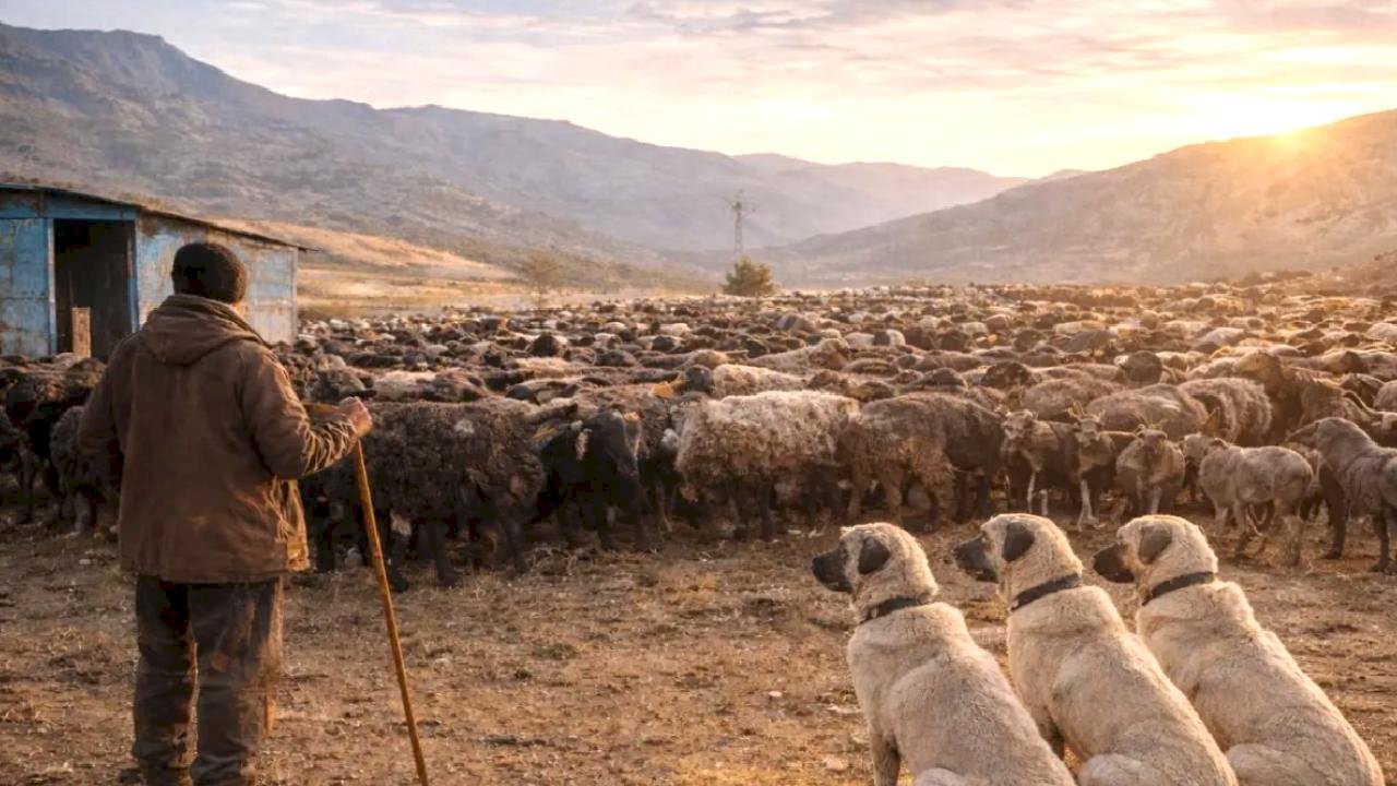 5 ay için 590 bin TL maaşla çoban ilanı sosyal medyada gündem oldu
